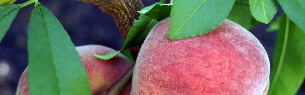 Лаки SENOLITH® и SENOSOFT®, одобренные Nestle